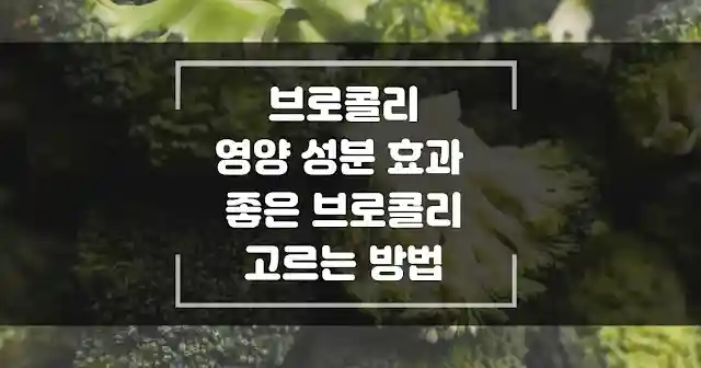 브로콜리 영양 성분과 효과 및 효능 좋은 브로콜리를 고르는 방법 썸네일