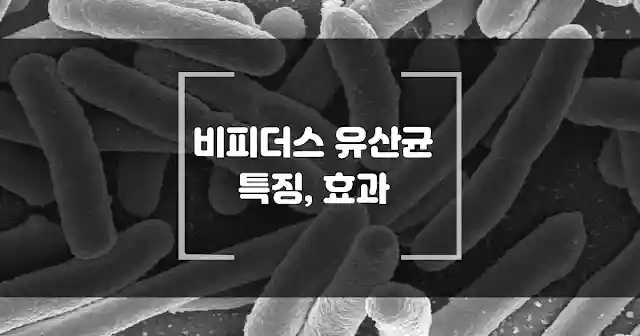 유산균의 대표 비피더스균의 특징과 효과 썸네일