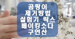 곰팡이제거방법 실험기 – 락스, 베이킹소다, 구연산 중 뭐가 최고 섬네일